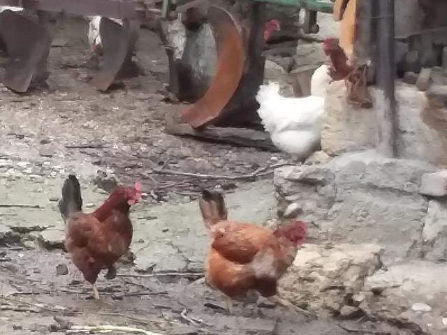 Sombor Kaporka