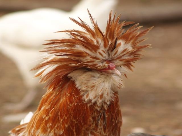 Padovana