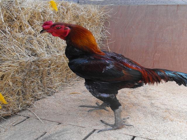 Австралийн Гейм