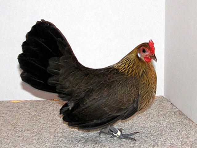 Holländisches Bantam