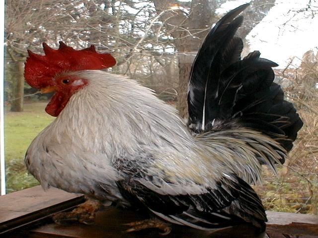 Japanisches Bantam
