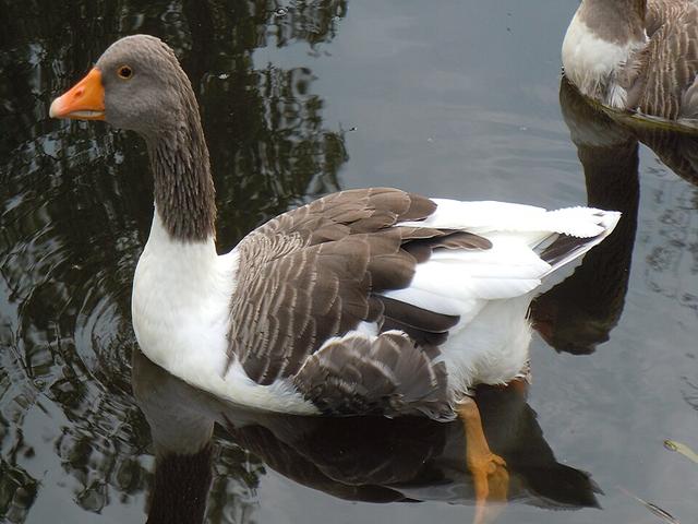 Өланд