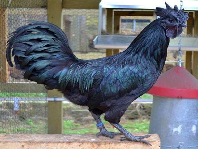 Kadaknath