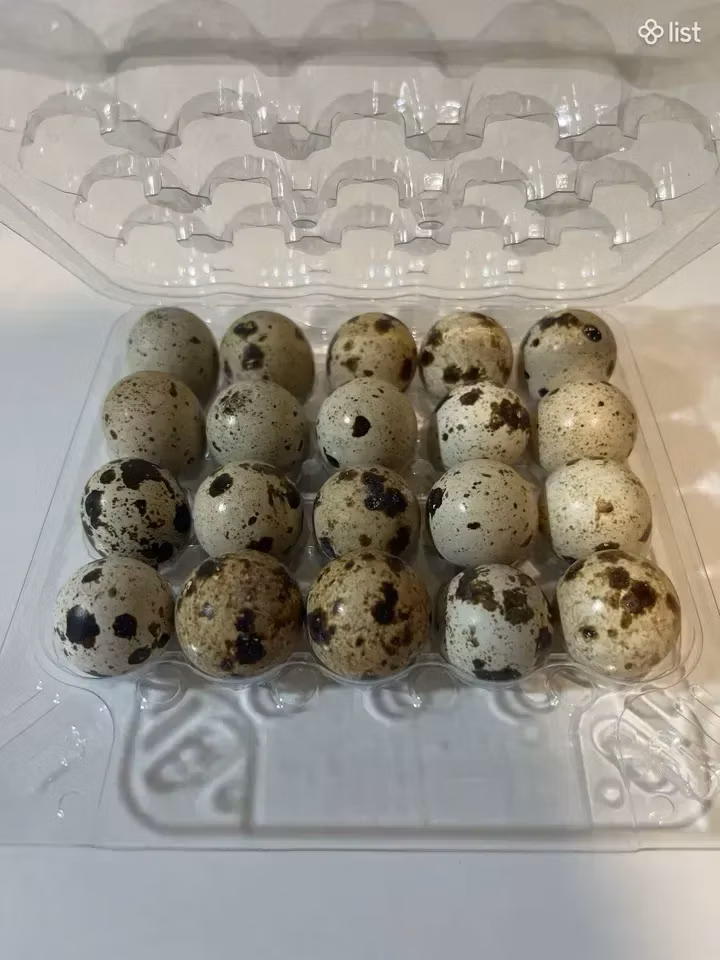 فرعون