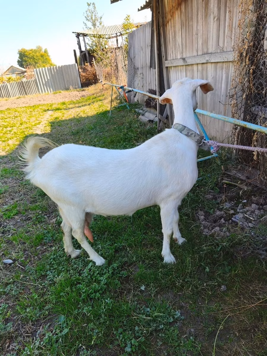 Beetal goats