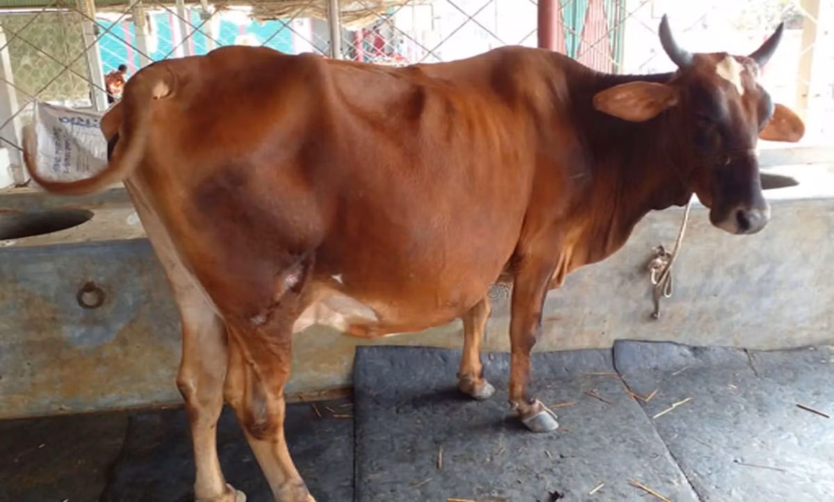 Azerbaijani zebu