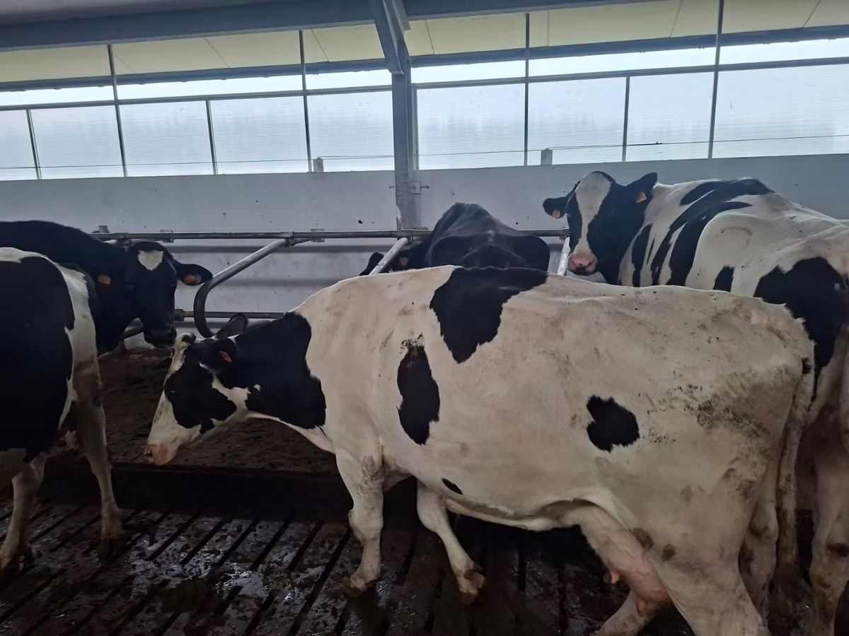 Holstein breed
