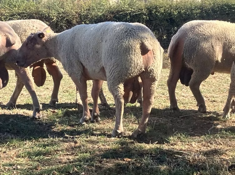 Charollais sheep