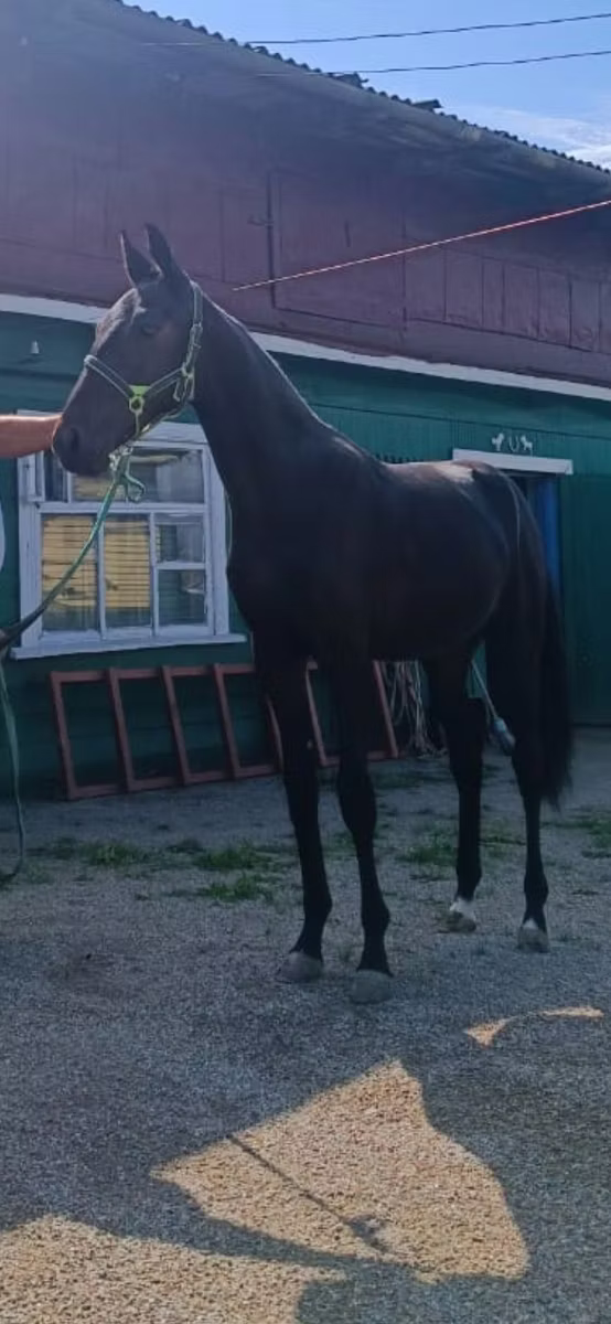 Russian Trotter