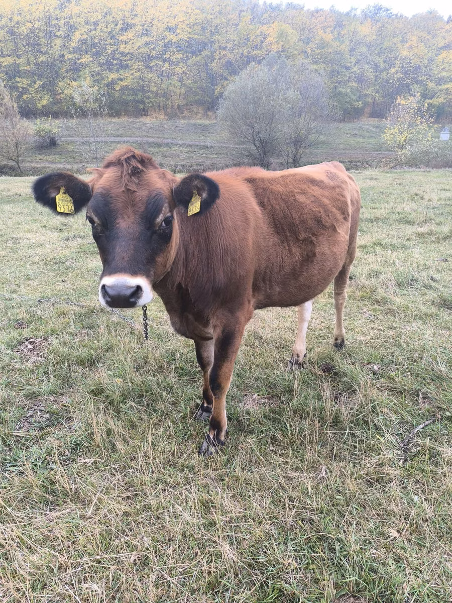 Jersey breed