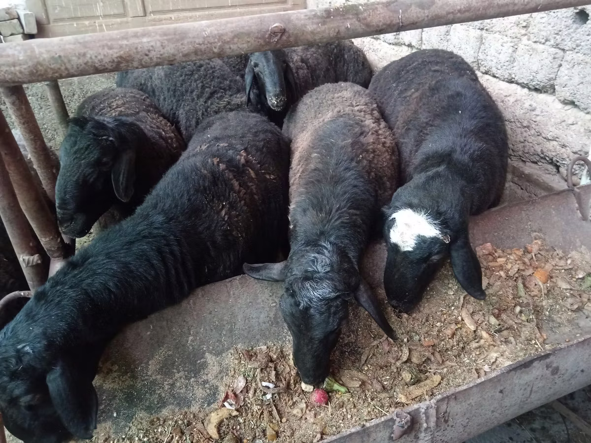 Rhon sheep