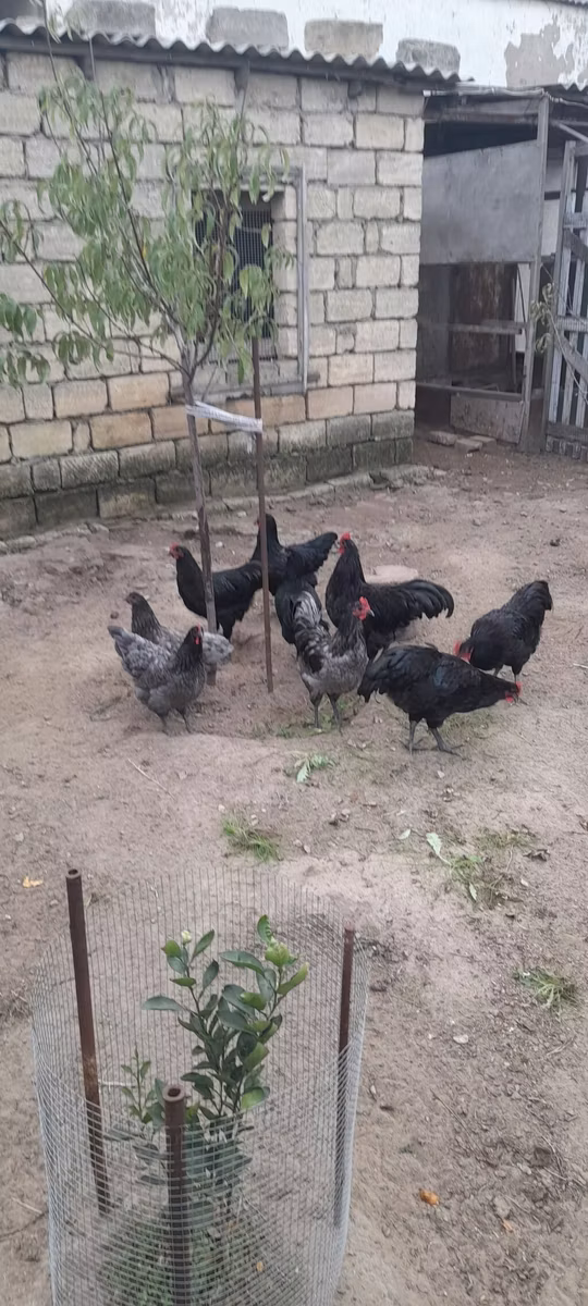 Australian Pit Game fowl