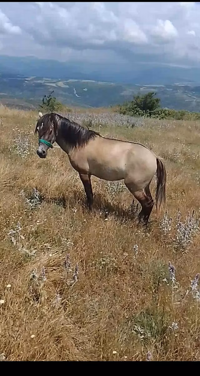 Standardbred