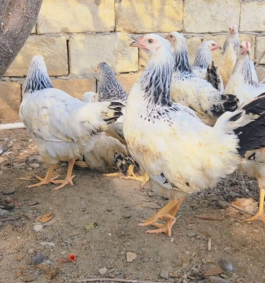 براهما