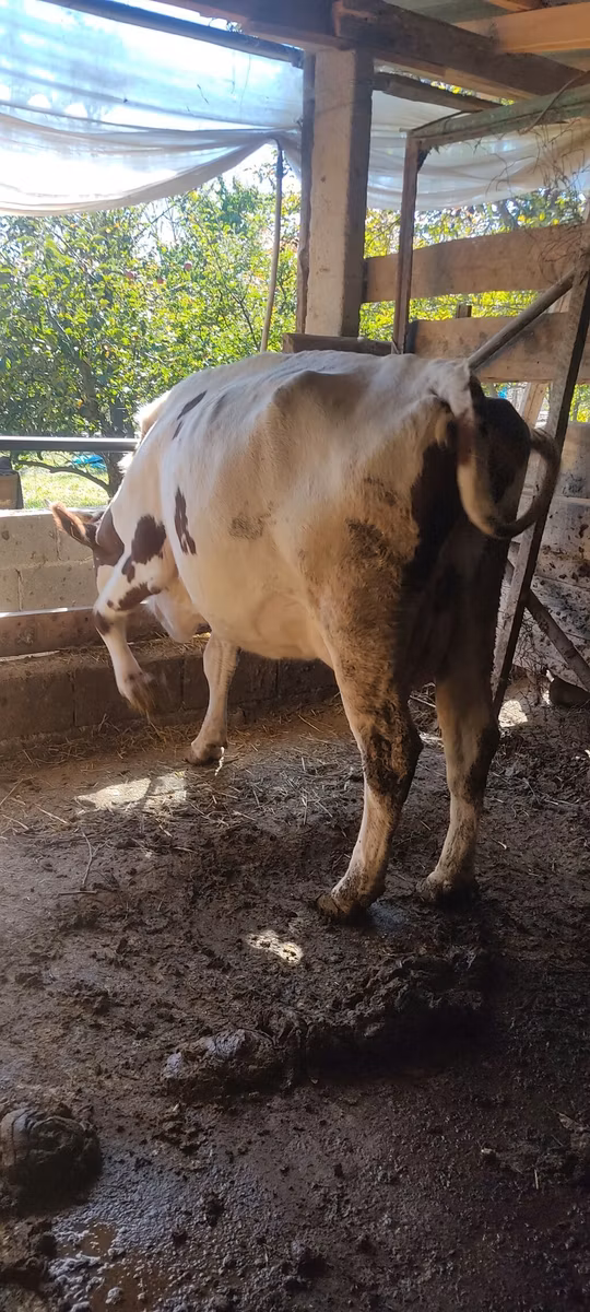 ऐरशायर
