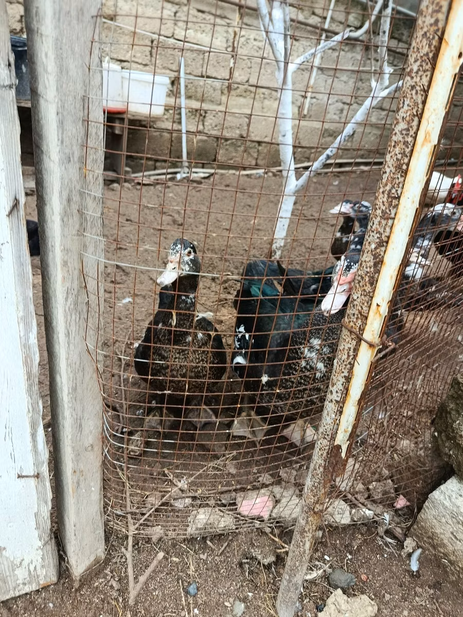 骡鸭