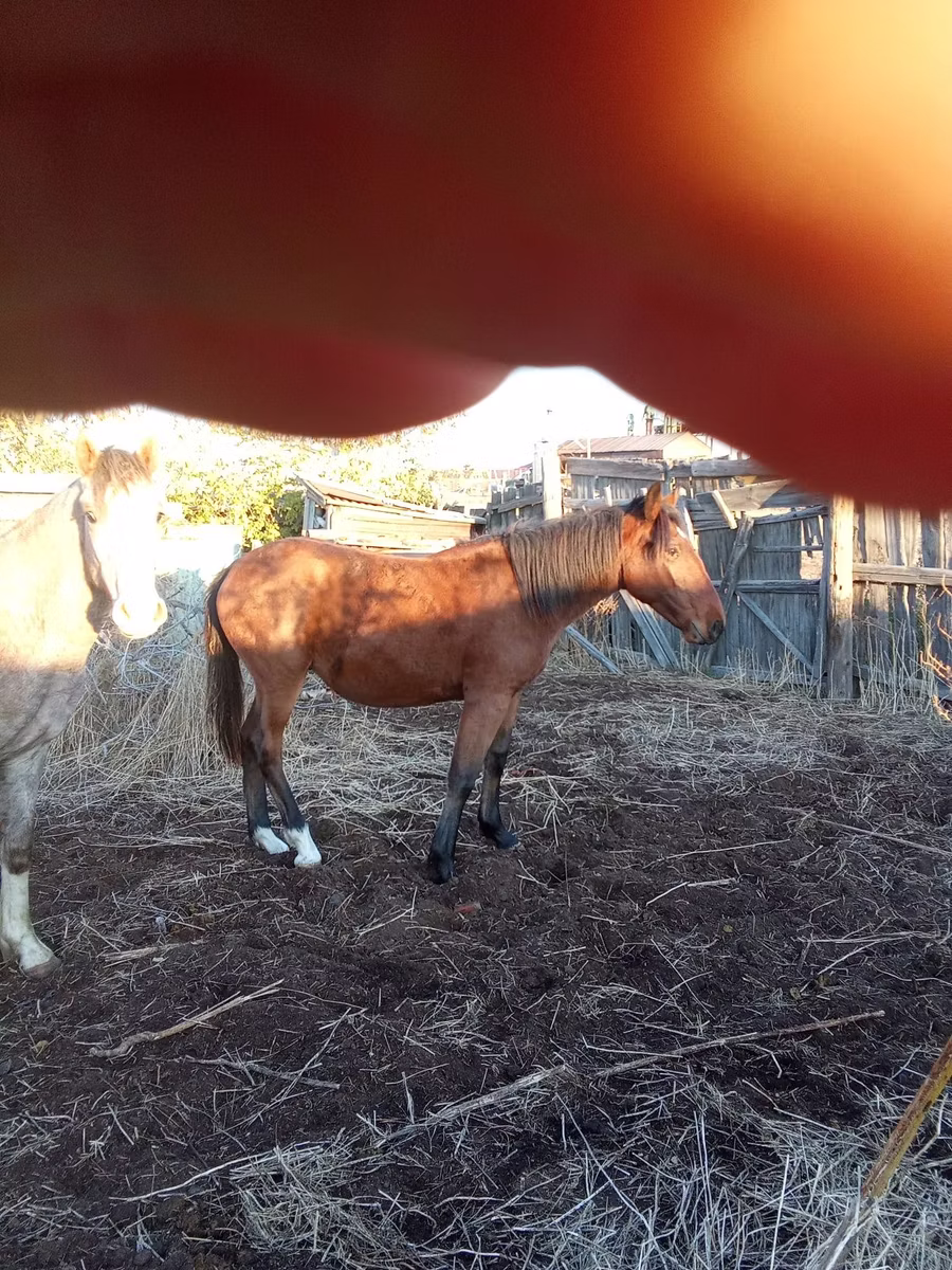 Tiger horse