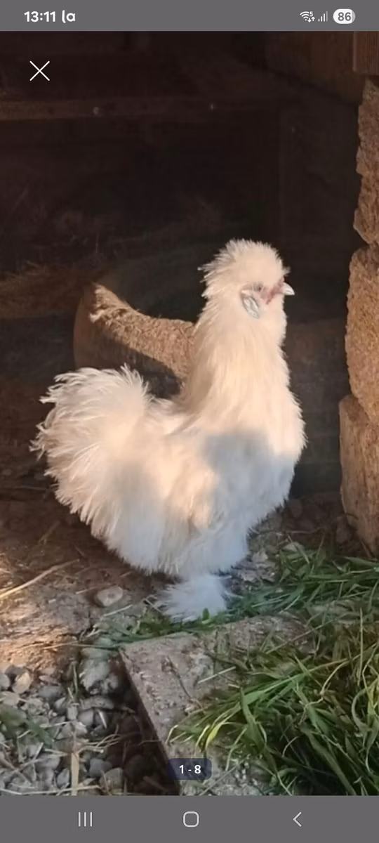Seidenhuhn