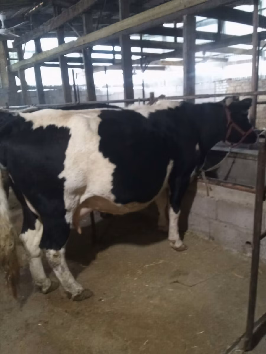 Holstein breed