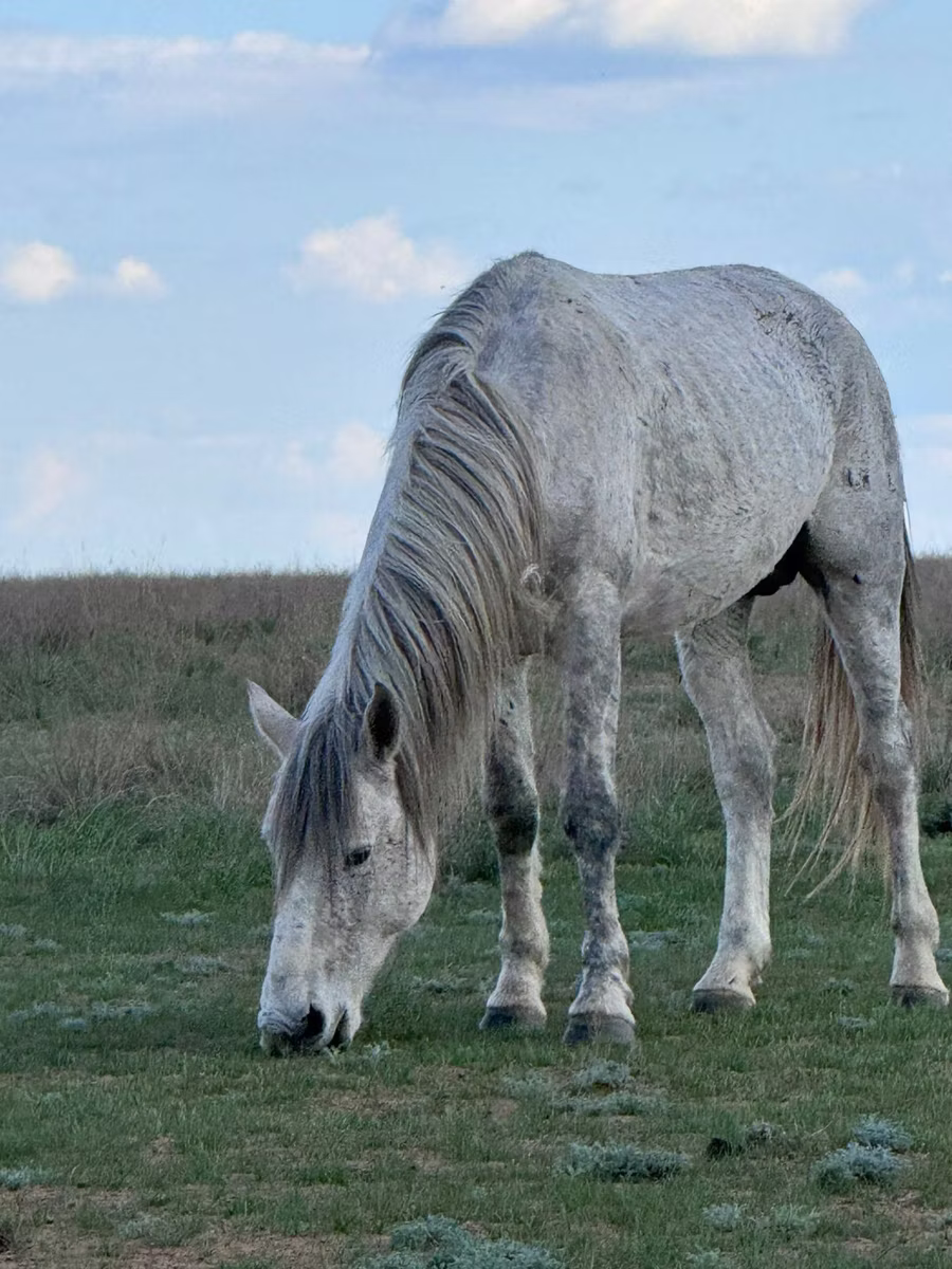 Orlov Trotter