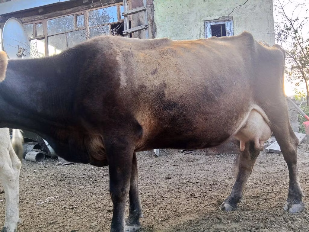 Alatau breed
