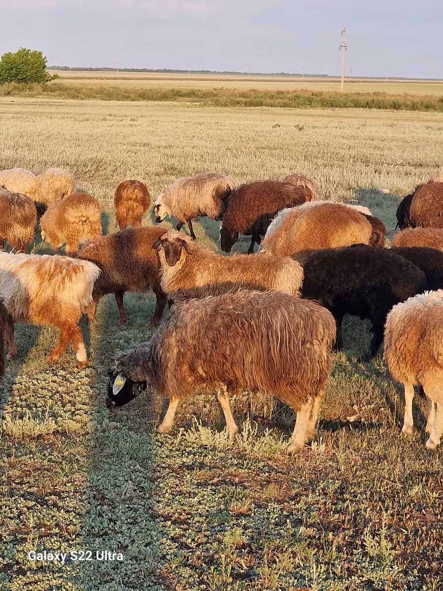 Kazakh fat-tailed coarsewool sheep
