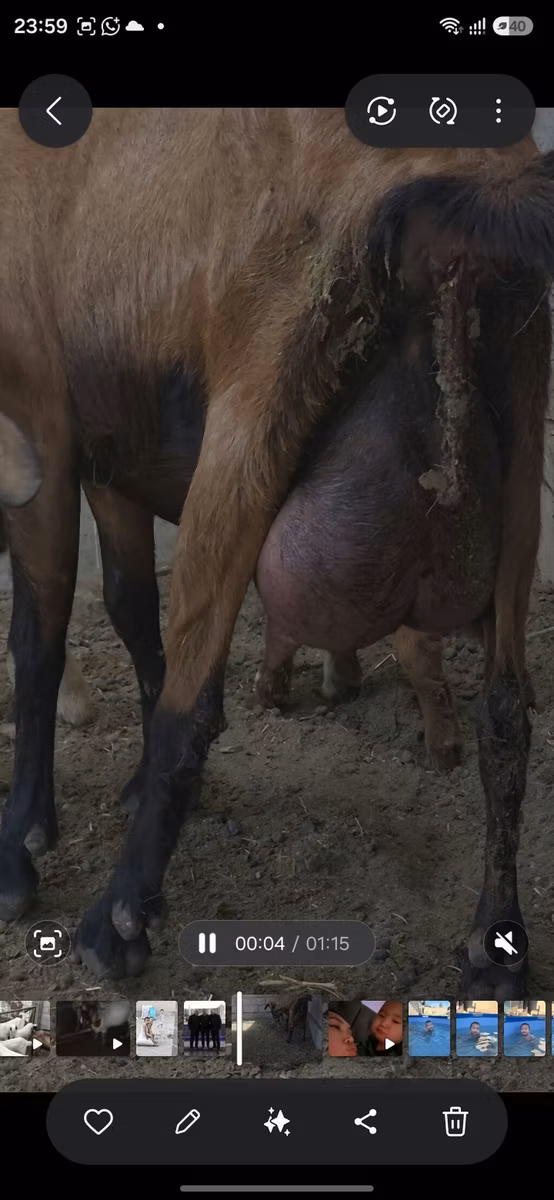 Czech Brown Shorthaired goats
