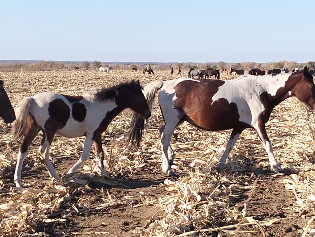 Pinto horses