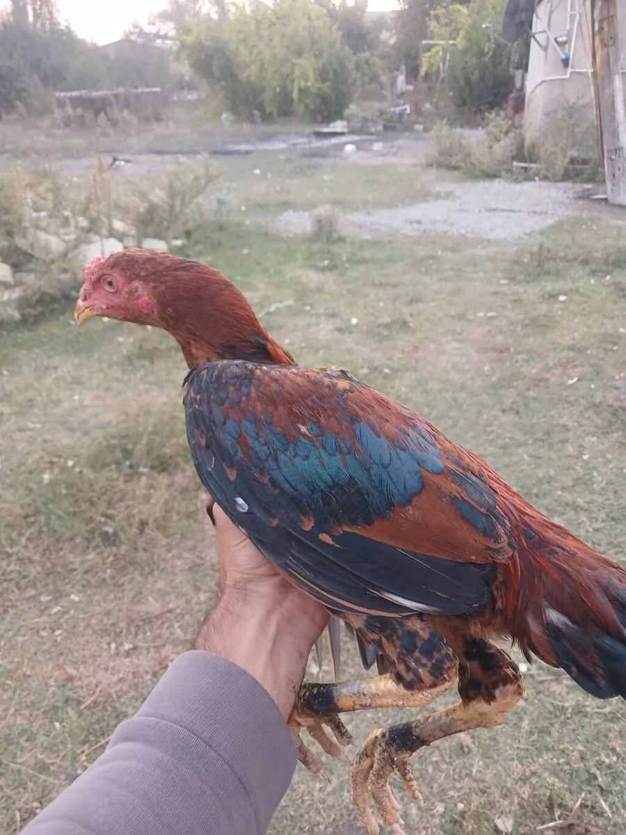 دومينانت