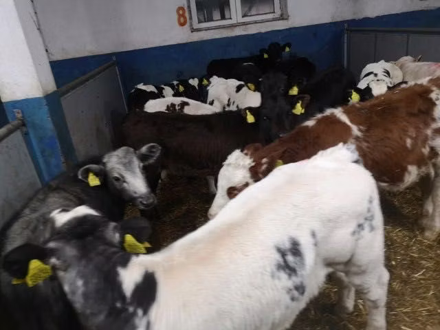Vaca Limousin