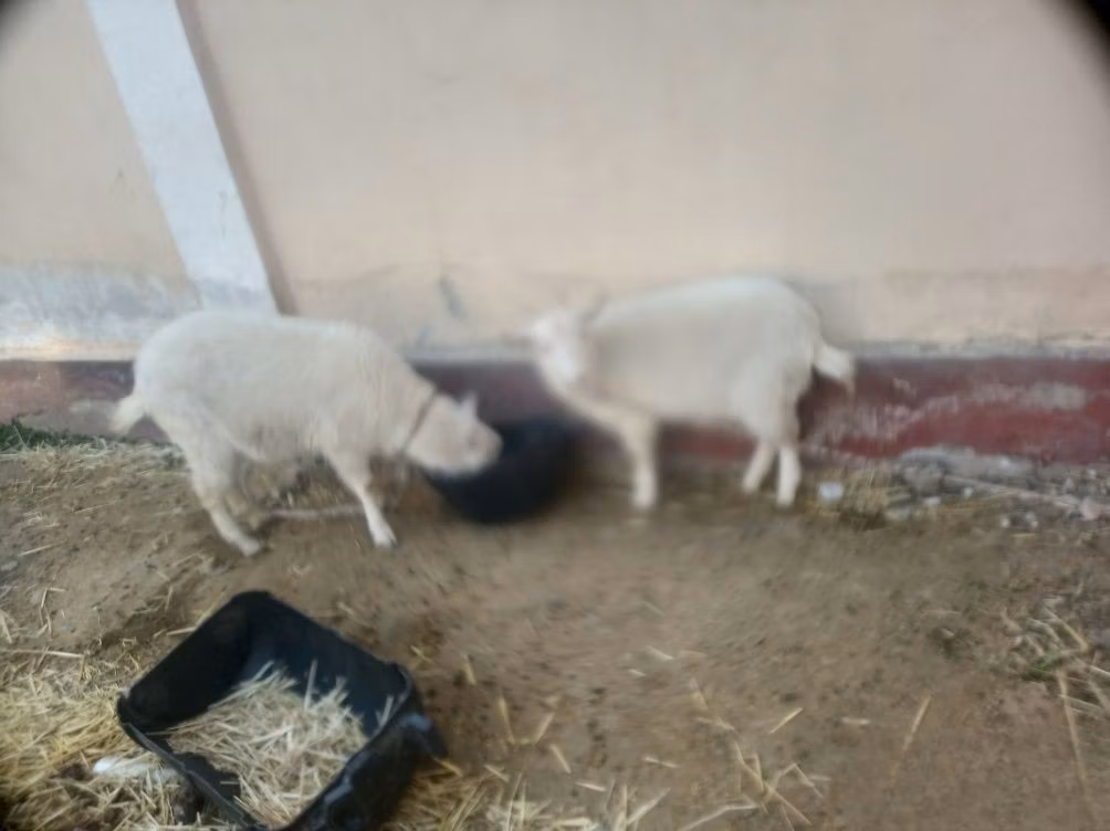 Irish goat