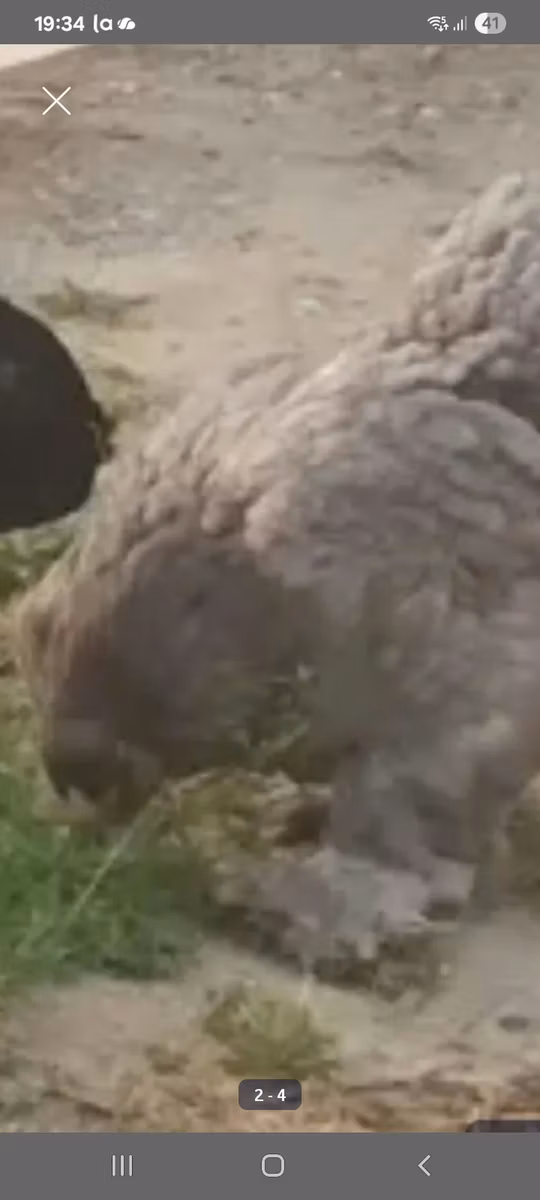 Brahma
