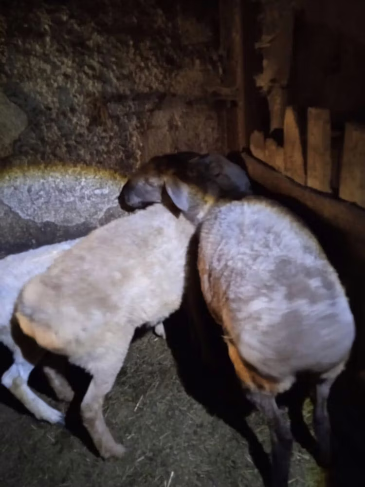 Adal sheep