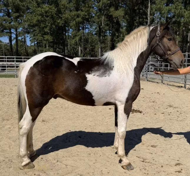 American paint horse