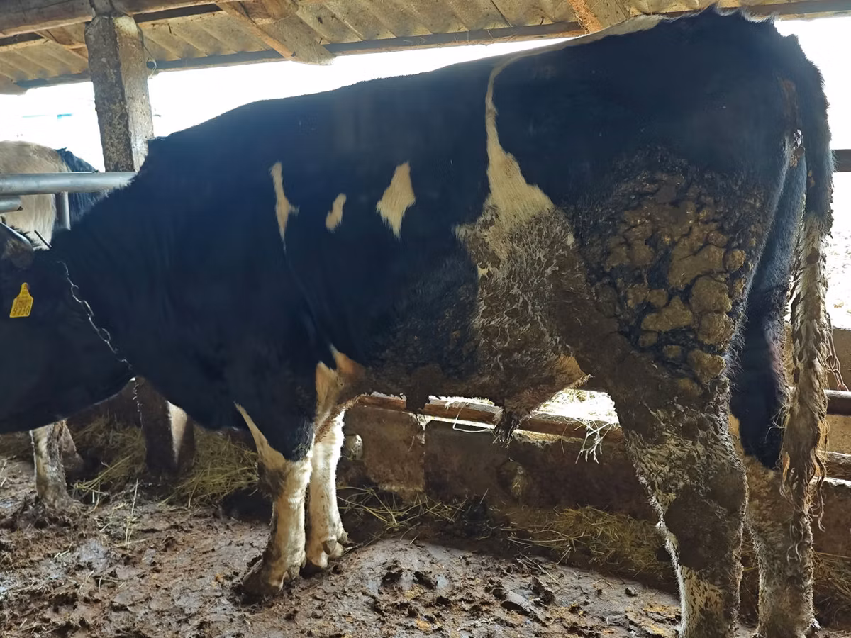 Russian Black pied cattle