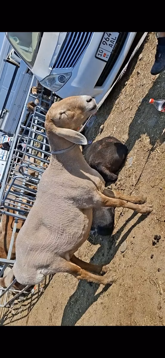 Edilbay sheep