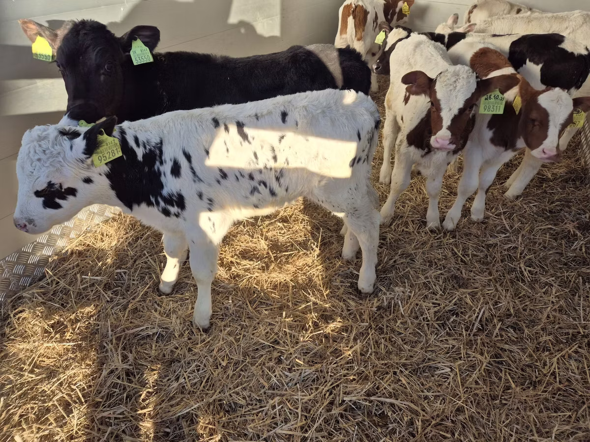 Limousin-Kuh