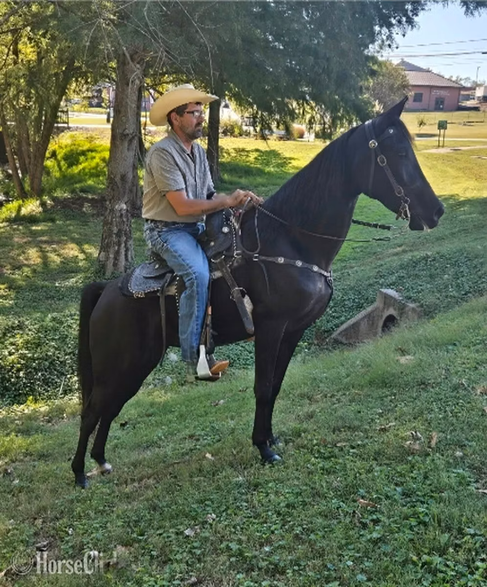 Tennessee Walking Horse