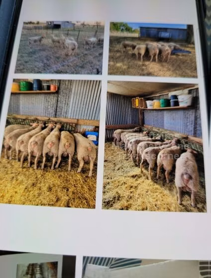 Charollais sheep