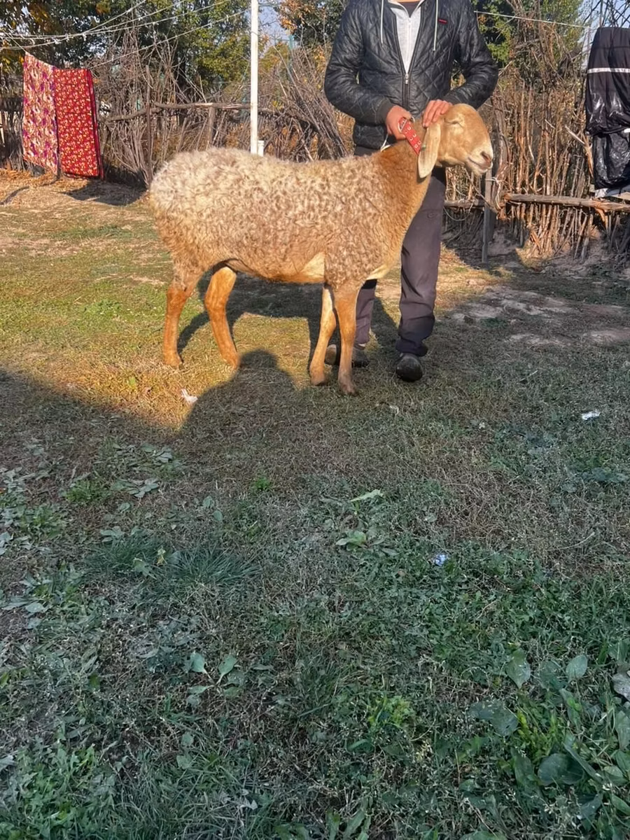 Arashan sheep