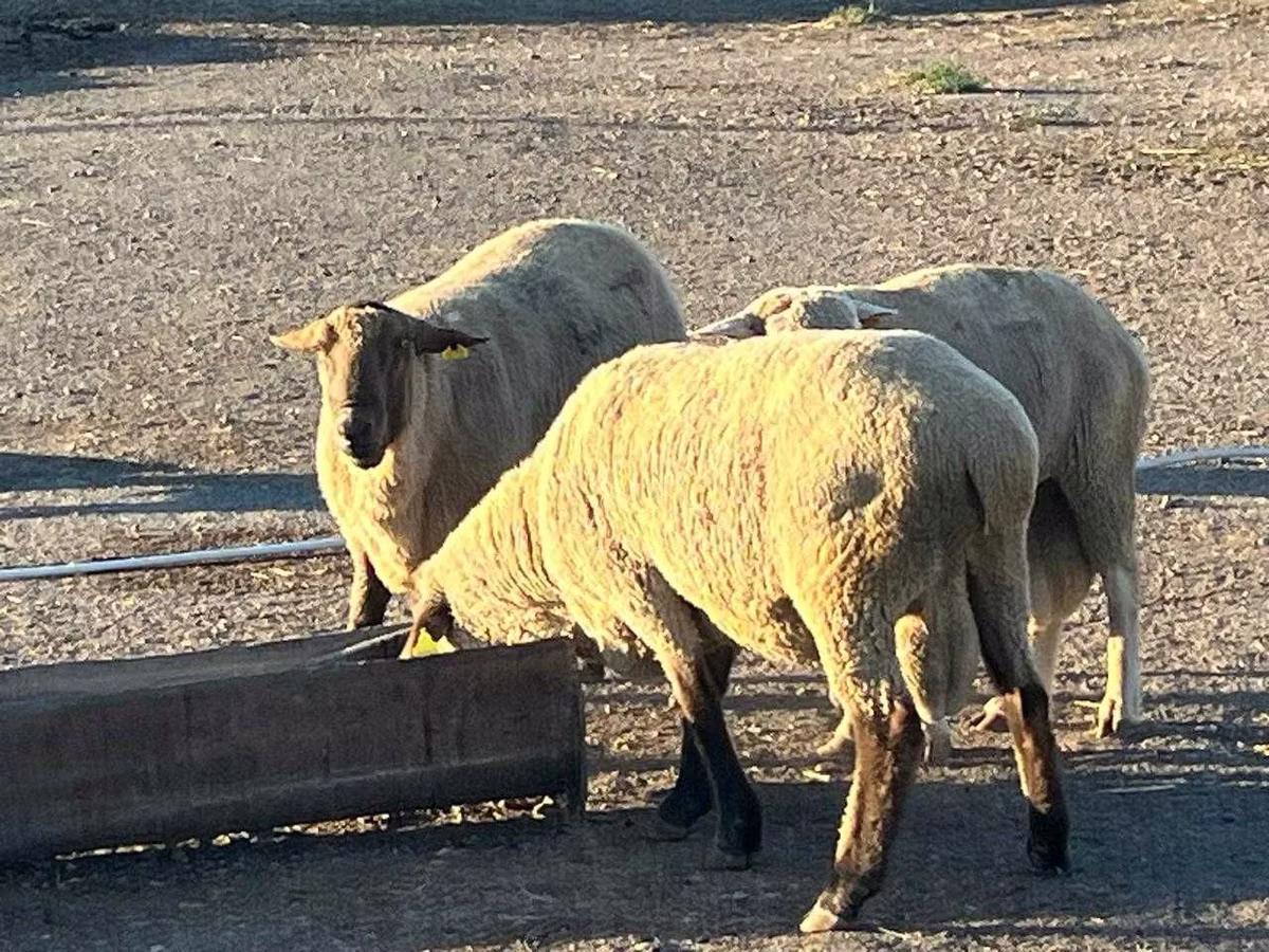 Hampshire sheep