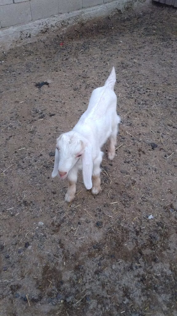 Nubian Goat
