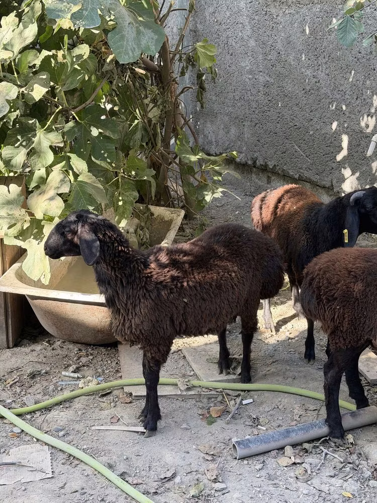 Aland sheep