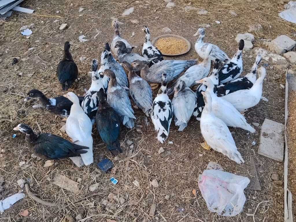 مسكوفي منزلي
