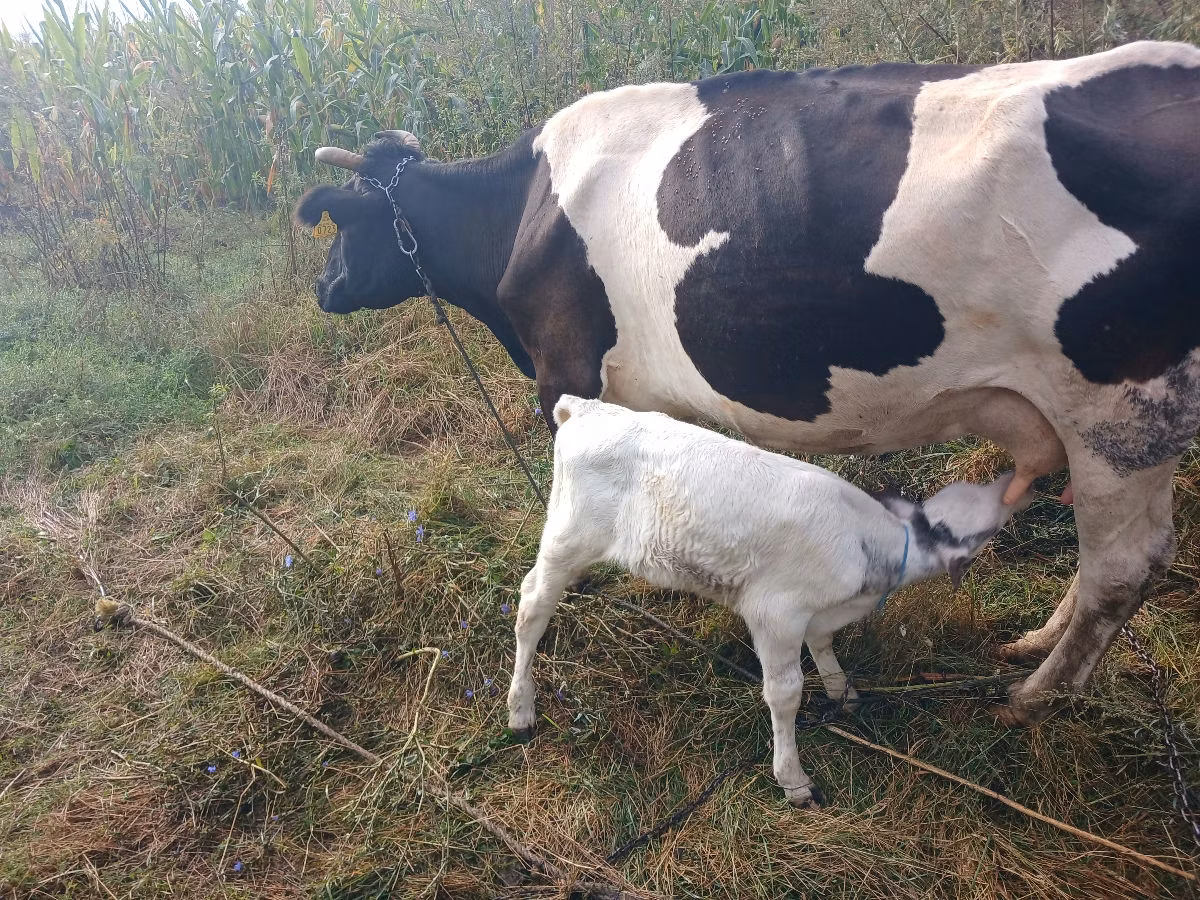 Holstein breed