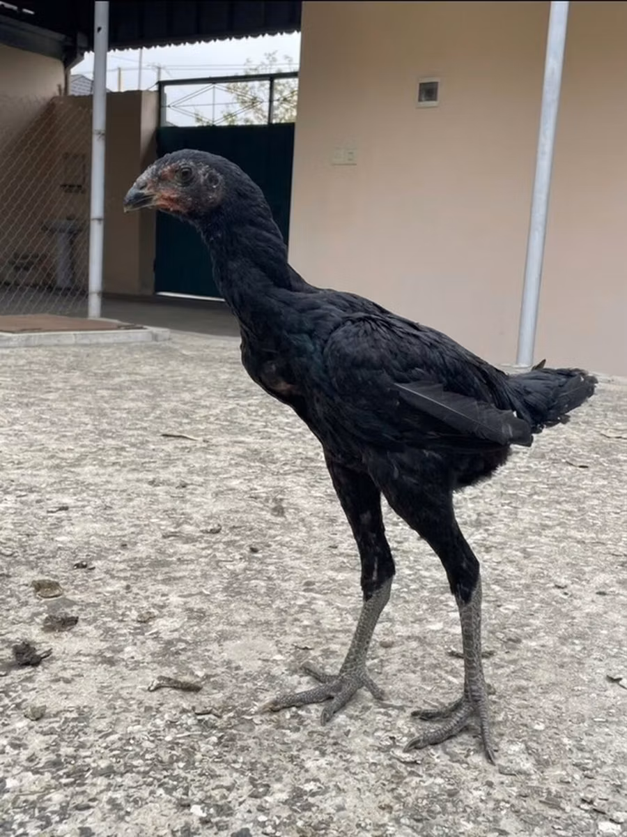 Shamo chickens