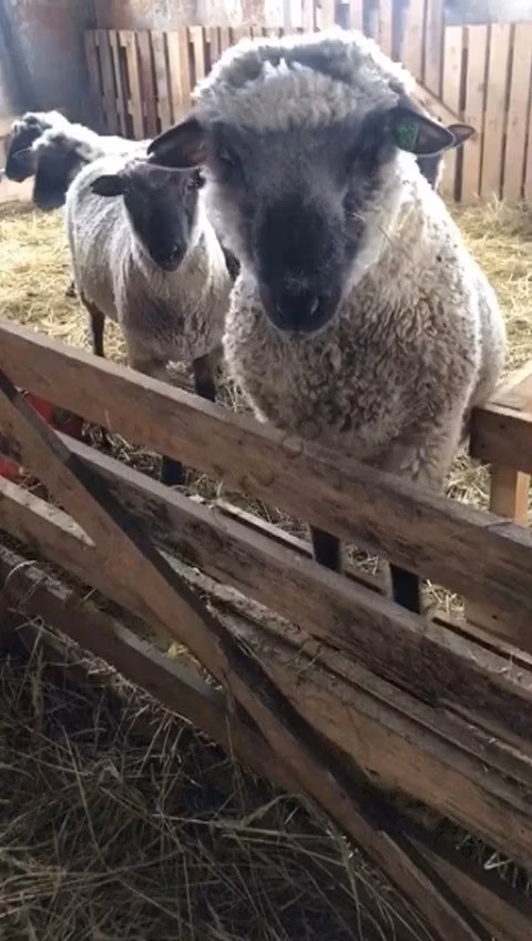 Blackheaded Persian sheep