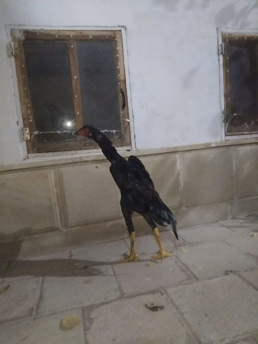 Shamo chickens