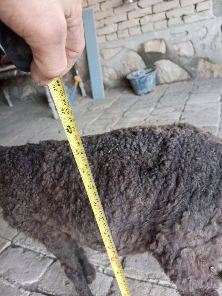 Arabi sheep