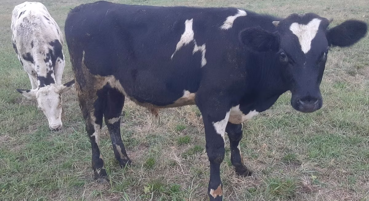 Holstein breed